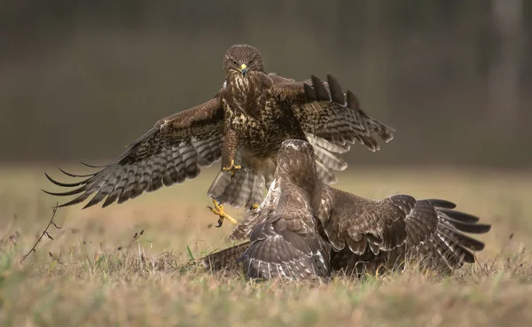 Common buzzards fighting — Stock Photo, Image