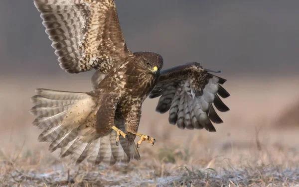 Voo de buzzard comum — Fotografia de Stock