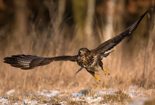 Common buzzard flying — Stock Photo, Image