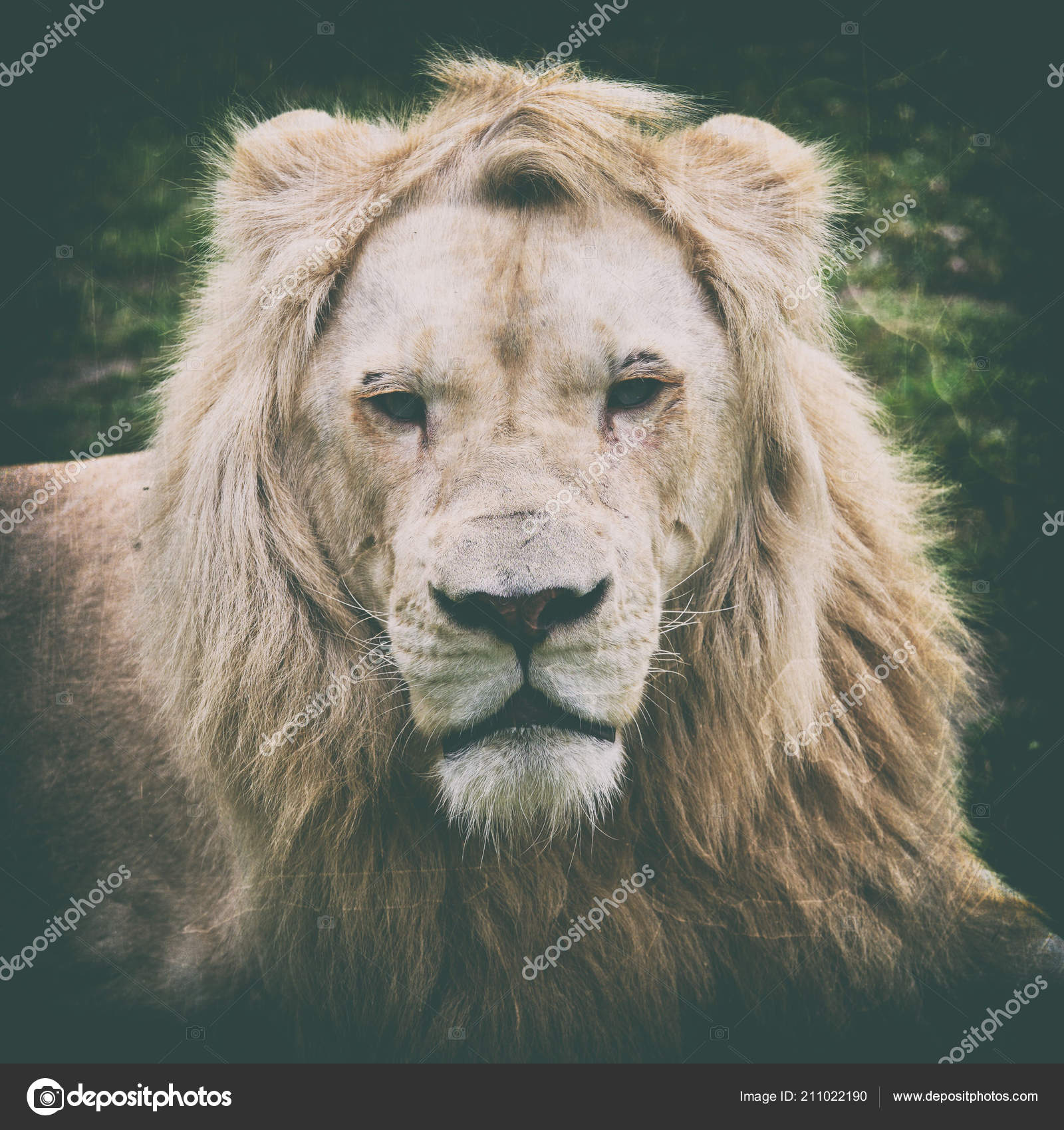 Á Ruggito Leone Arrabbiato Disegni Di Stock Sfondo Ruggito Leone Scarica Su Depositphotos