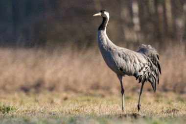 Bayağı turna üzerinde yeşil çayır, yakın çekim 