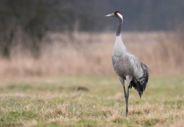 Bayağı turna üzerinde yeşil çayır, yakın çekim 