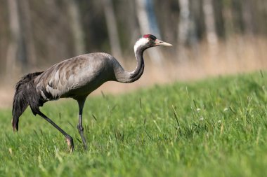Bayağı turna üzerinde yeşil çayır, yakın çekim 