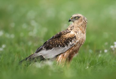 Bahar sahne yeşil çayır üzerinde Marsh harrier duran