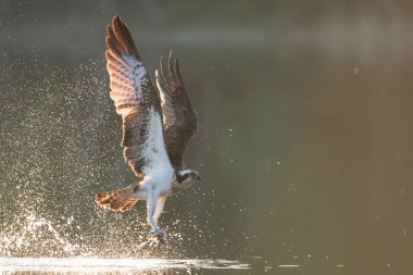 Beautiful osprey hunting over lake clipart