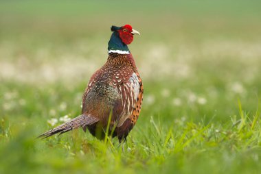 Boğmaklı sülün bakış çayır üzerinde kapatın