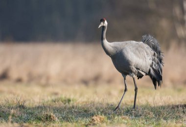 Bayağı turna üzerinde yeşil çayır, yakın çekim 