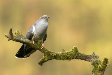 Bayağı guguk ağaç dalı üzerinde oturan