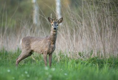 Doğal yaşam alanı içinde şirin karaca