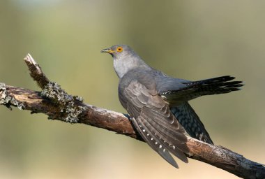 Bayağı guguk ağaç dalı üzerinde oturan
