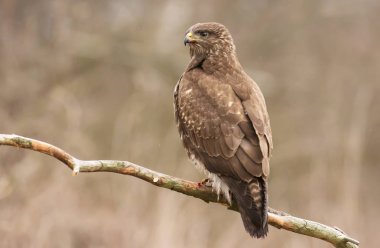Bayağı şahin doğal ortamlarında görünümünü kapat