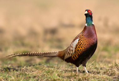 Close up view of Ringneck Pheasant on meadow clipart