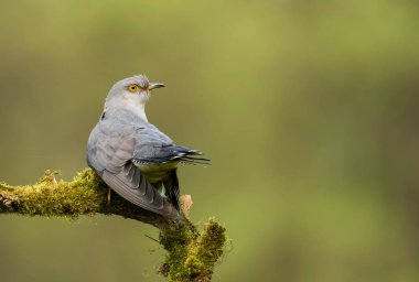 Bayağı guguk ağaç dalı üzerinde oturan