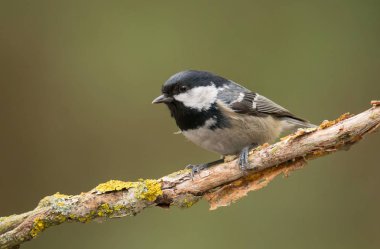 Kömür baştankara kuş ağaç üzerinde