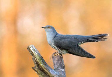 Common cuckoo sitting on tree branch clipart