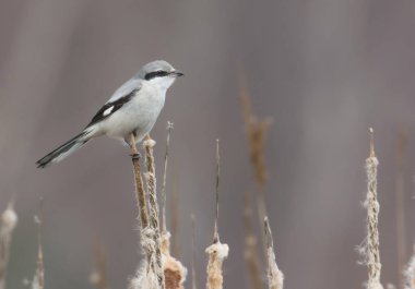 Northern Shrike, the Butcher Bird, Lanius excubitor, Great Grey, Gray Shrike clipart