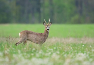Doğal yaşam alanı içinde şirin karaca