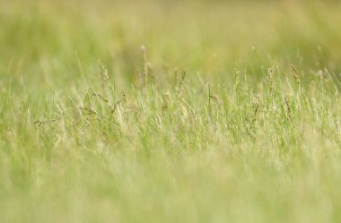 Seçici odak ile bahar çimen arka plan