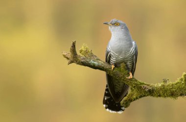 Bayağı guguk ağaç dalı üzerinde oturan