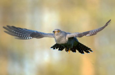 Common cuckoo flying outdoors, close up view clipart