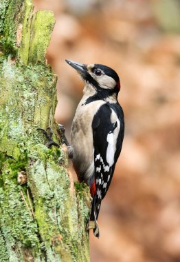 Büyük ağaçkakan, görünümü kadar yakın