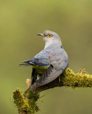 Bayağı guguk ağaç dalı üzerinde oturan