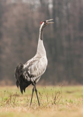 Bayağı turna üzerinde yeşil çayır, yakın çekim 
