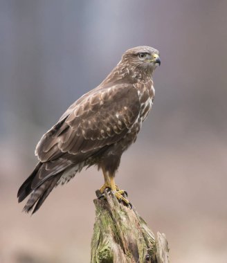 Bayağı şahin doğal ortamlarında görünümünü kapat