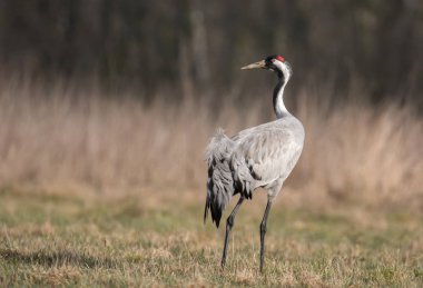 Bayağı turna üzerinde yeşil çayır, yakın çekim 