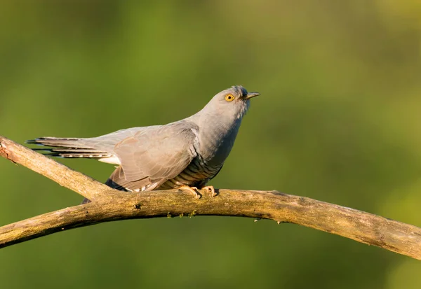 Common Cuckoo Sitting Tree Branch — Stock Photo, Image