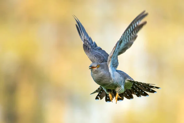Common Cuckoo Flying Outdoors Close View — Stock Photo, Image