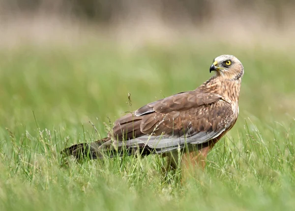 Marais Harrier Debout Sur Prairie Verte Dans Les Paysages Printemps — Photo