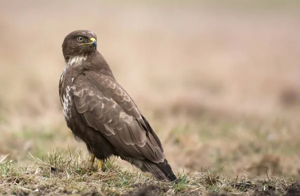 Close View Common Buzzard Natural Habitat — Stock Photo, Image