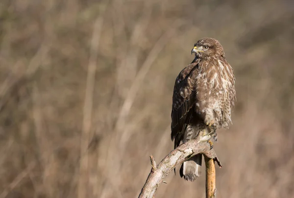 Vista Perto Buzzard Comum Habitat Natural — Fotografia de Stock