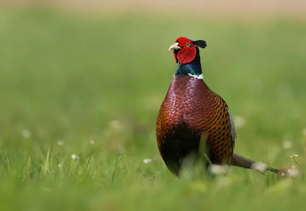 Крупним Планом Вид Ringneck Fheasant Лузі — стокове фото