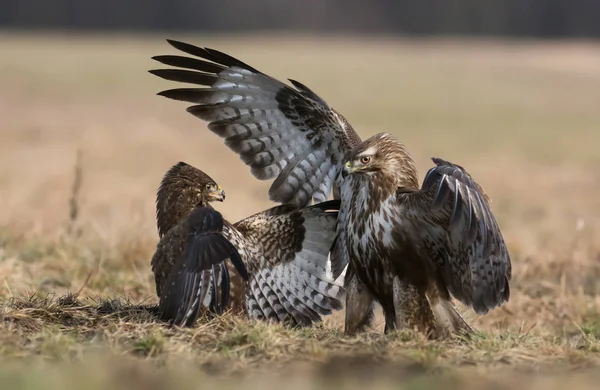 Common Buzzards Fighting Close — Stock Photo, Image