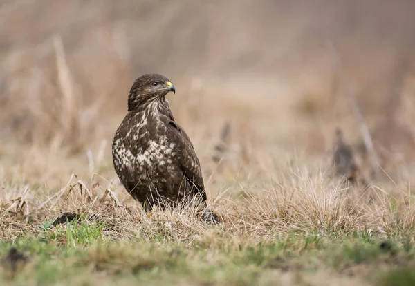 Vista Perto Buzzard Comum Habitat Natural — Fotografia de Stock