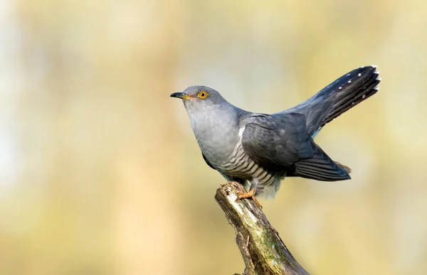 Common Cuckoo Sitting Tree Branch — Stock Photo, Image