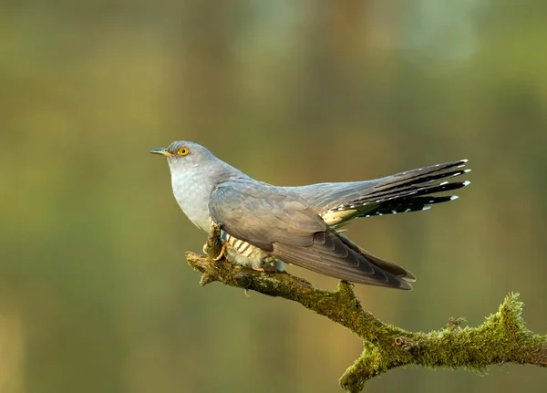 Kukačka Obecná Sedí Větev Stromu — Stock fotografie