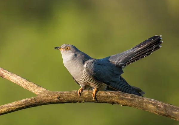 Common Cuckoo Sitting Tree Branch — Stock Photo, Image