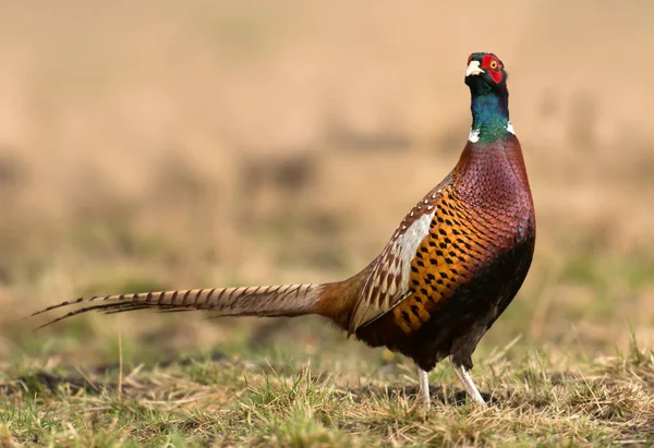 Vista Cerca Ringneck Faisán Prado — Foto de Stock