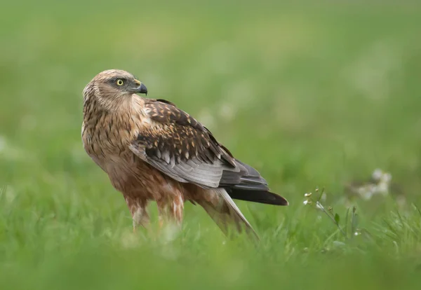 Marsh Harrier Standing Green Meadow Spring Scenery — Stock Photo, Image