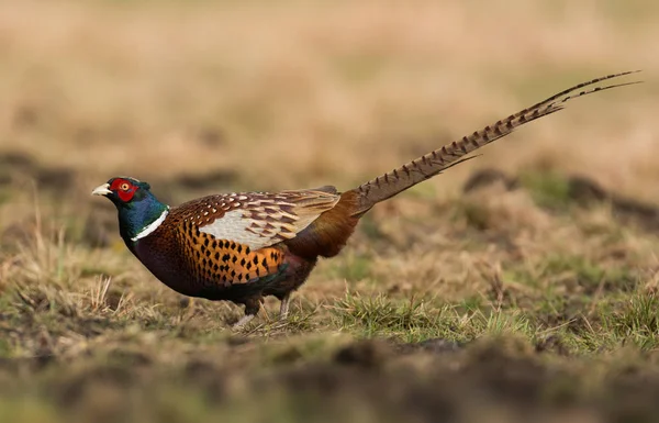 Vista Vicino Ringneck Fagiano Sul Prato — Foto Stock