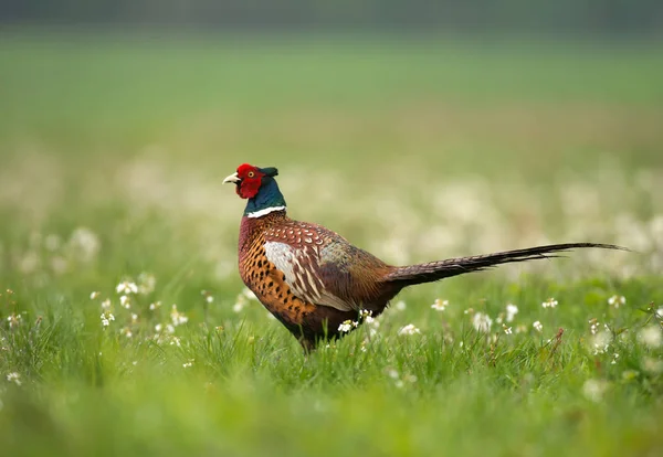 Close View Ringneck Pheasant Meadow — Stock Photo, Image