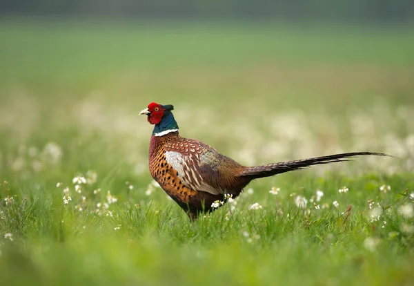 Zblízka Pohled Ringneck Bažant Louce — Stock fotografie