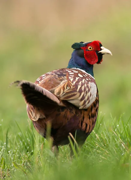 Κλείνω Πάνω Θέα Του Φασιανός Ringneck Στο Λιβάδι — Φωτογραφία Αρχείου