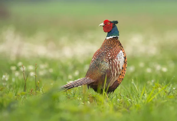 Close View Ringneck Pheasant Meadow — Stock Photo, Image