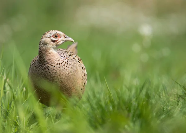 Close View Female Ringneck Pheasant — Stock Photo, Image