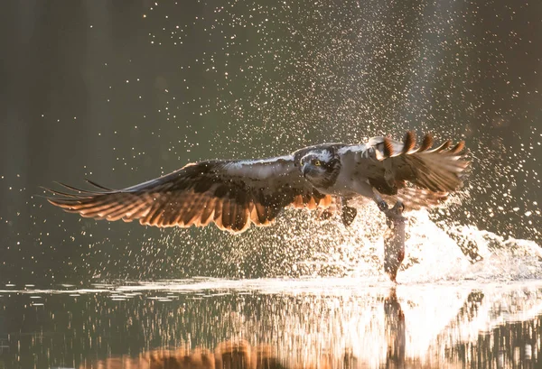 Beautiful Osprey Hunting Lake — Stock Photo, Image