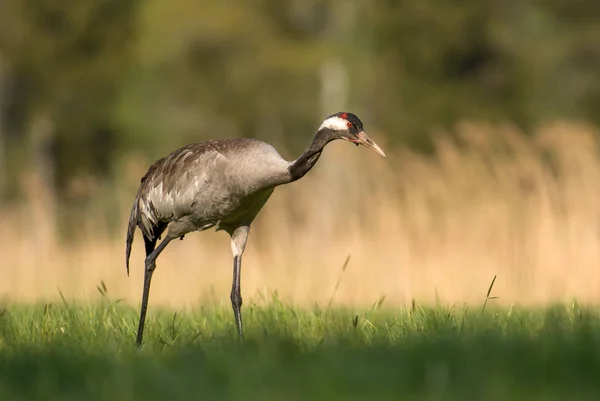 Kranich Auf Der Grünen Wiese Aus Nächster Nähe — Stockfoto